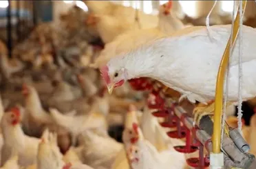  Bakanlık Konya’da Kuş Gribine Rastlandığını Duyurdu!