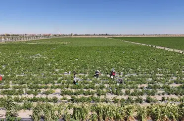 Binlerce Yıllık Ata Tohumları Karatay’da Hayat Buluyor