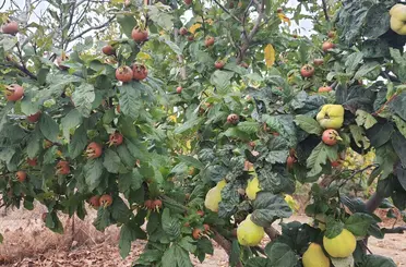 Eskilere göre bu kış sert geçecek