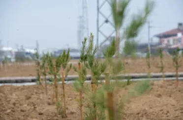 ‘Her Meramlı İçin Bir Fidan’ Projesinde 127 Binden Fazla Fidan Toprakla Buluştu