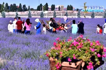 KARATAY’DA LAVANTA GÜNLERİ BAŞLIYOR