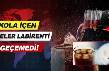 Kola içen fareler labirenti geçemedi!