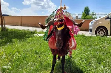 Konya'da Bayram Geleneği Yaşatılıyor! Koçunu Alan Nişanlısının Kapısını Çaldı!