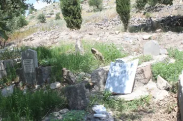 Konya'da bu mahallenin başı domuzlarla dertte