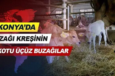 Konya'da buzağı kreşinin maskotu üçüz buzağılar ilgi görüyor