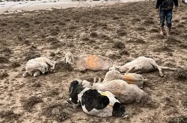 Konya’da Sel Nedeniyle 103 Küçükbaş Hayvan Telef Oldu!