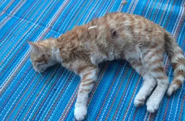 Konya’da Yavru Kedilere Şiddet: 4 Kedi Öldürüldü, Anne Kedi Yaralandı!