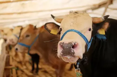 Kurbanlık hayvanı bayıltarak kesmek caiz mi?