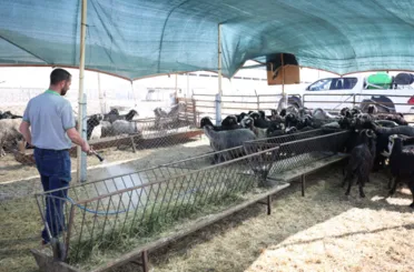 Meram’daki Hayvan Satış Alanında Kurban Hareketliliği