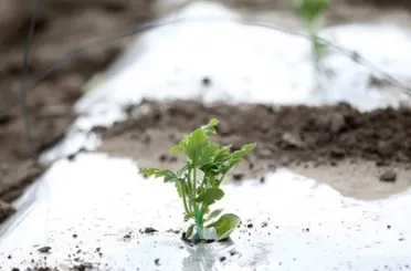 Meteorolojiden zirai don uyarısı