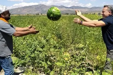 Seydişehir karpuzu ihraç ediliyor