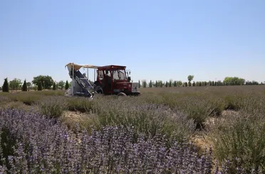Türkiye’nin En Büyük Lavanta Bahçesi’nde Hasat Zamanı!