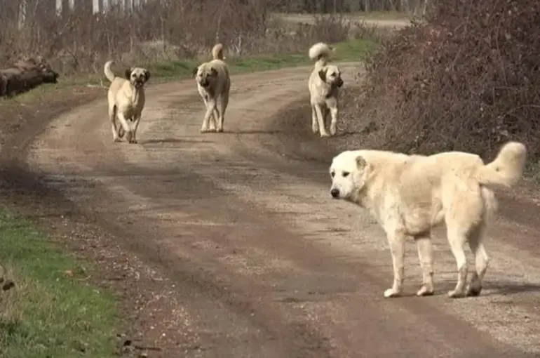 Ak Partiden Başıboş köpek sorunu için 17 maddelik kanun teklifi!