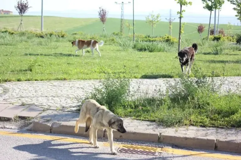 Ankara'da yine bir köpek saldırısı! Tüm Ülke bu konuda çözüm bekliyor!