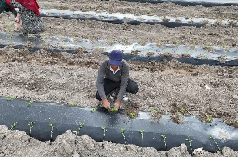 Ata Tohumları Karatay’da Toprakla Buluştu