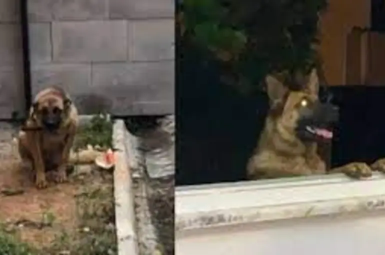Bekçiyi ısıran köpek gözaltına alındı