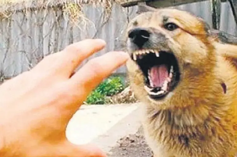 Isparta'da Başıboş Köpek Dehşeti! Bahçesine Atladı Vücudunu Parçaladı! 1 Kişi Öldü!